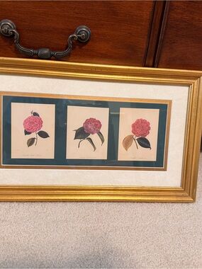 Framed Botanical Triptych - Pink Camellia Prints